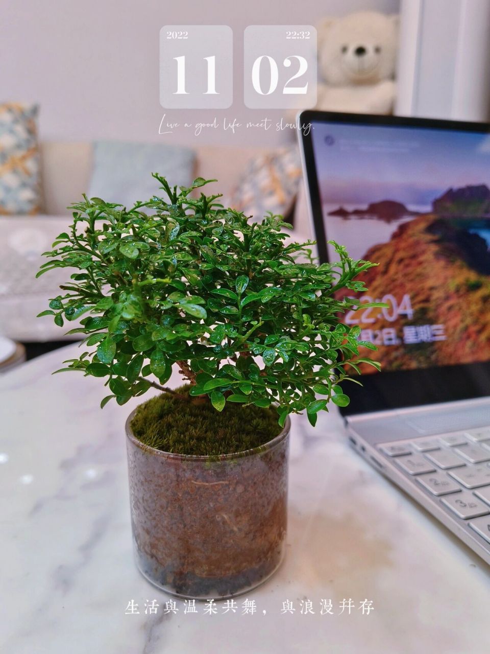 植物杀手也能养成小森林的小叶九里香 台湾达摩小叶九里香真的不要太