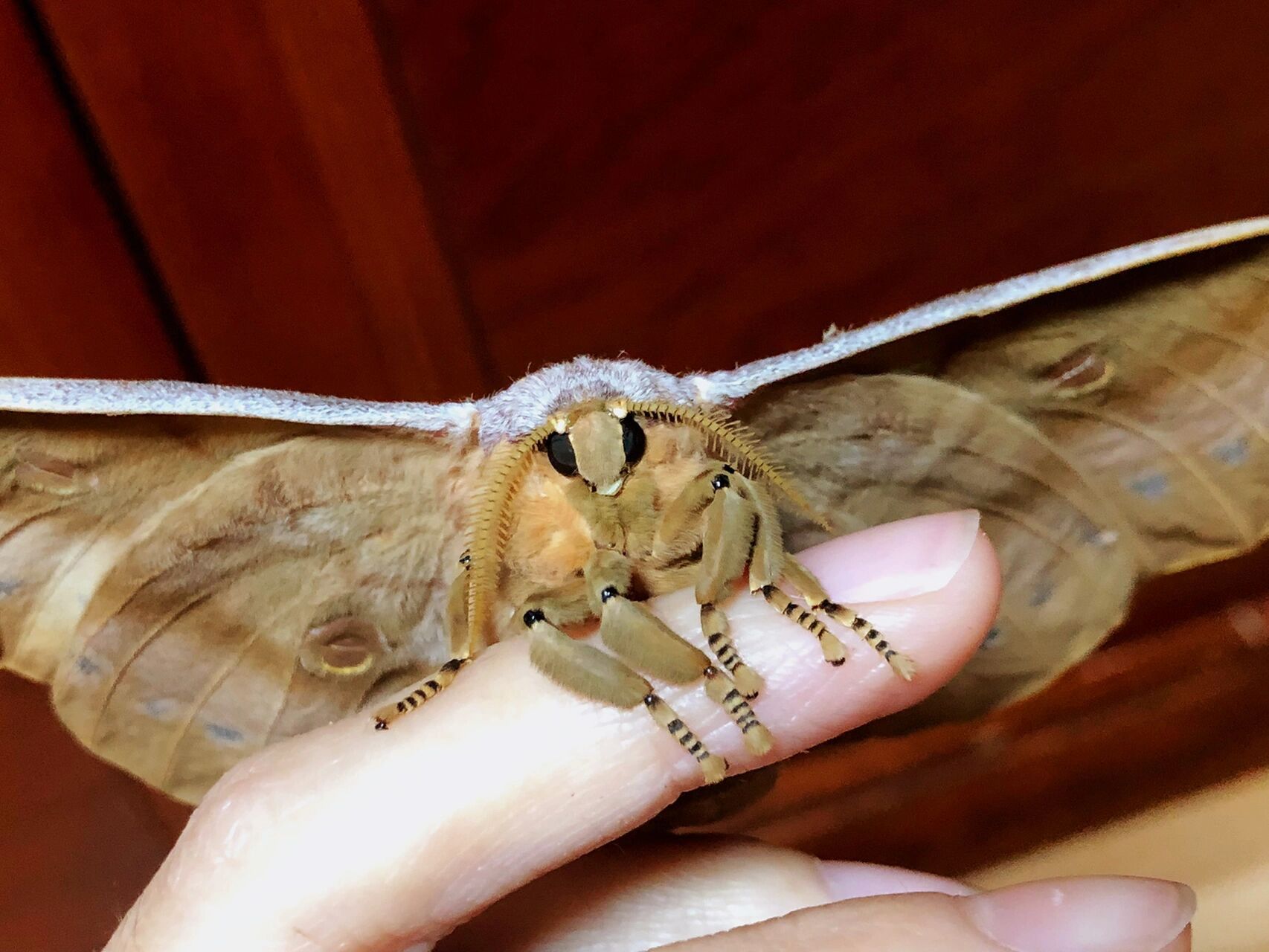 柞蚕蛾 毛茸茸还是很可爱的