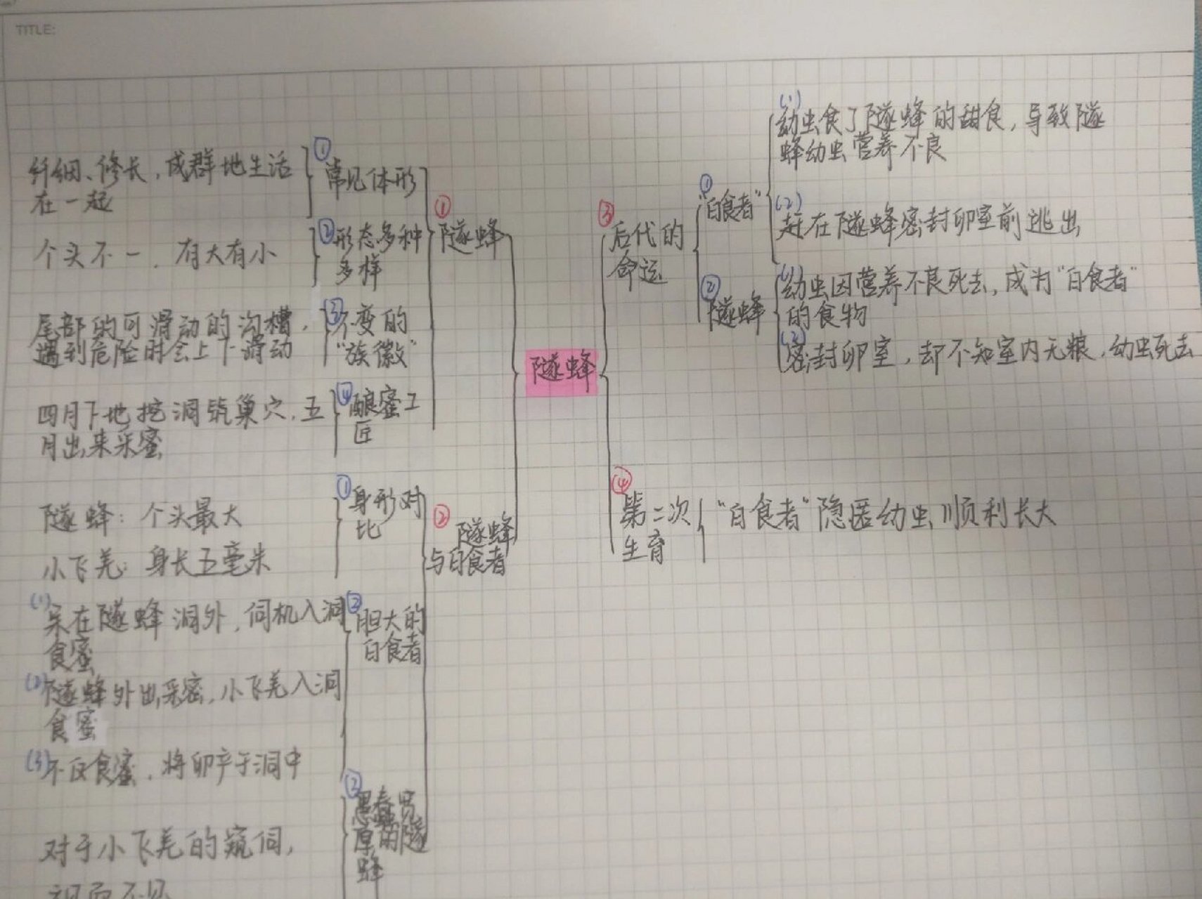 《昆虫记》思维导图 隧蜂