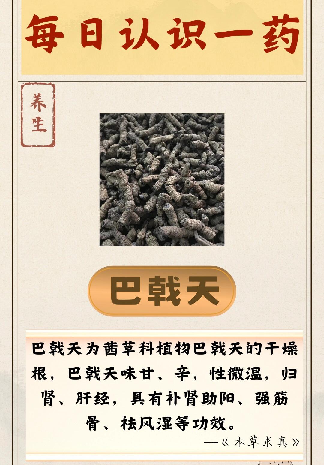 每天认识一种药——【巴戟天