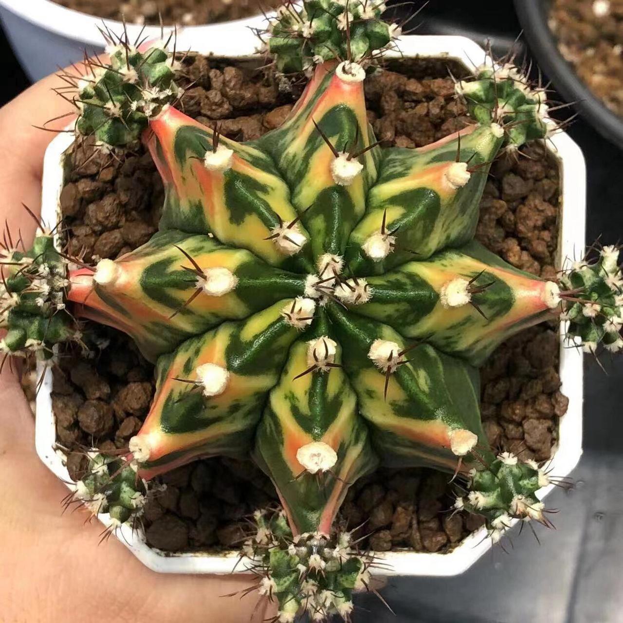 米哈洛维奇仙人球的养护 1,米哈种植前首先修根,然后根据伤口晾放两三