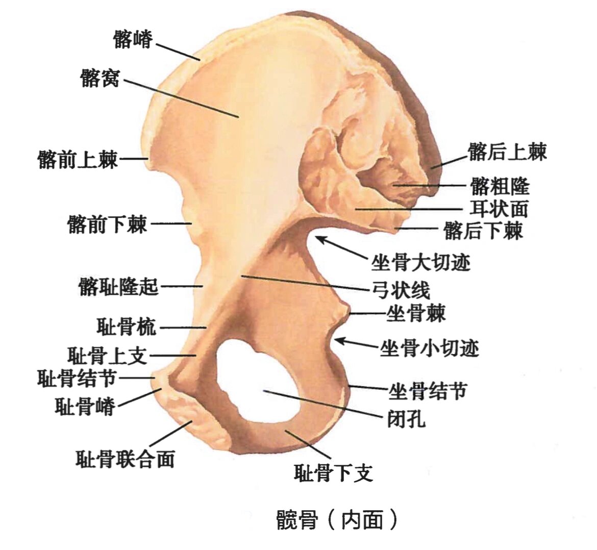 耻骨联合定位图图片