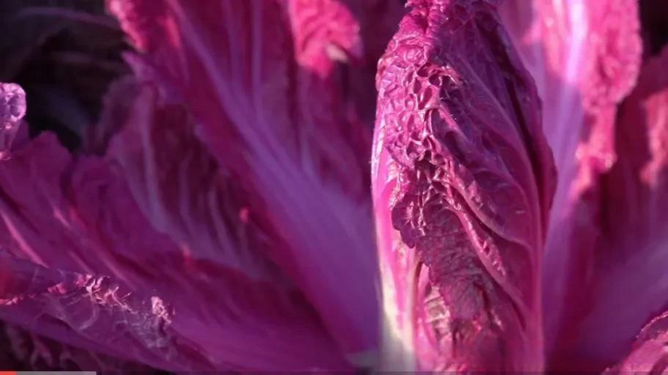 紫色白菜,各方面条件和普通白菜一样,但是其口感和营养价值都要远优