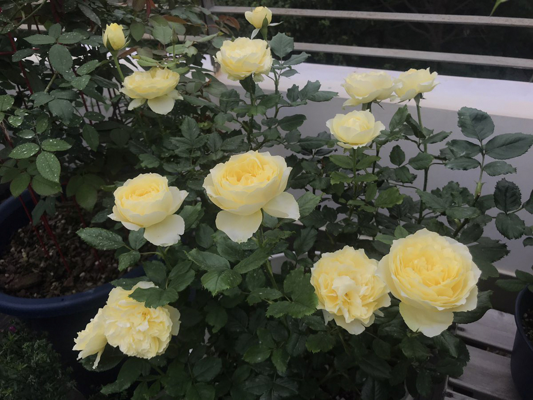 月季 · 小黄鸡 不是每次都能开标准,群开还是很好看的  花苞时可可