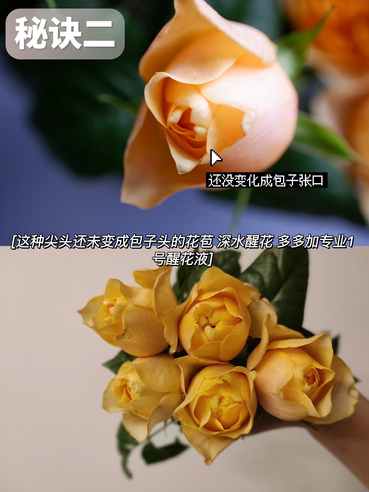 鲜花养护|谁说黄蝴蝶玫瑰不开 看我养开攻略 奥斯汀花型中,有一款玫瑰