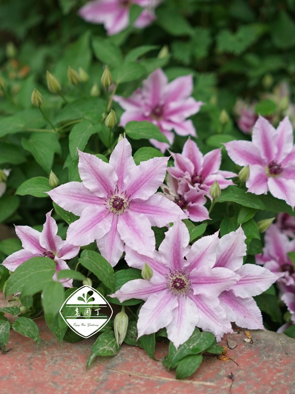 铁线莲:哦啦啦 哦啦啦 大道系列 中间红色条纹,初开花色深,逐渐减淡