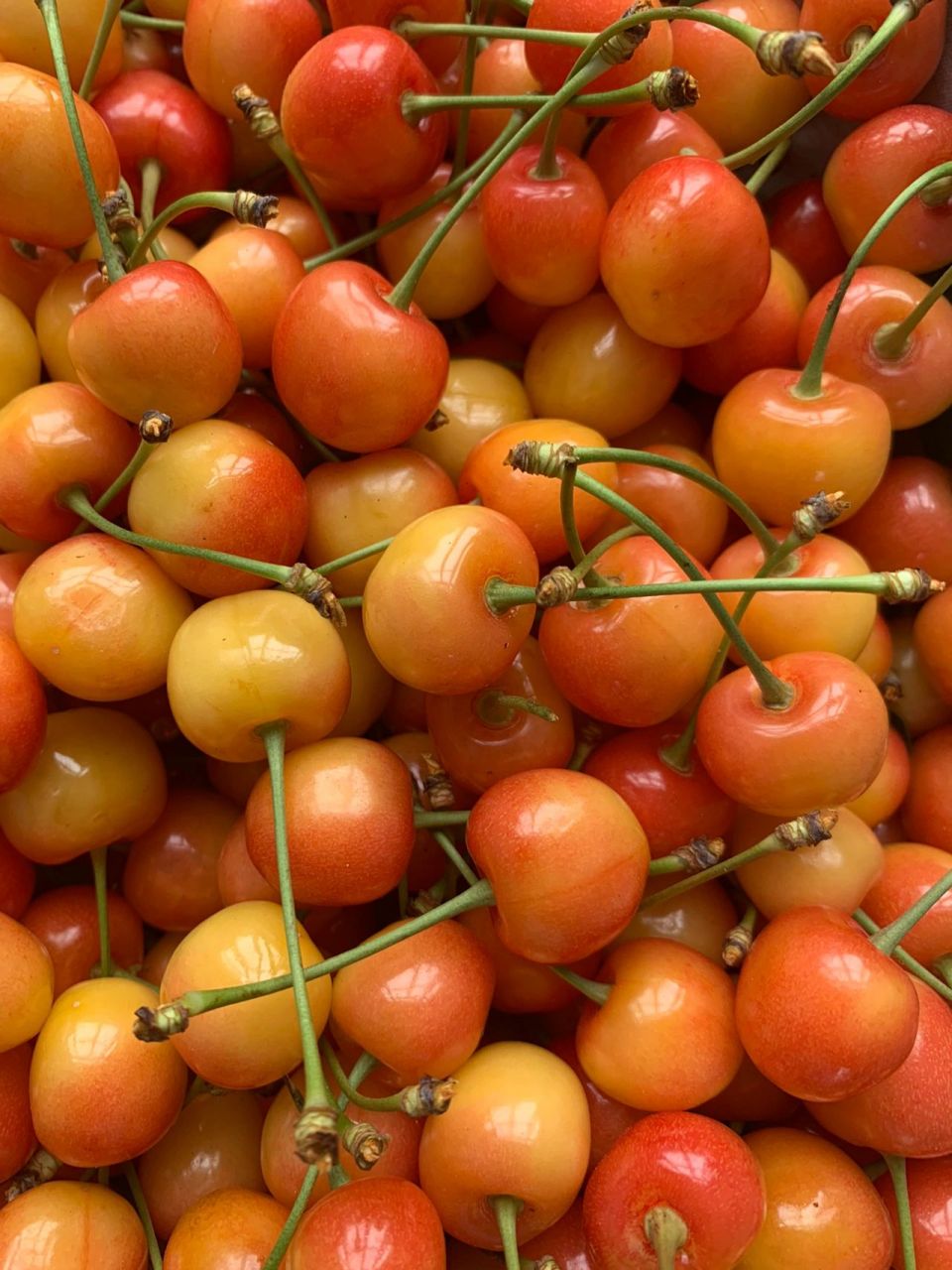 超级甜的黄水晶樱桃90 山东烟台大樱桃黄水晶 甜度高 吃了还想吃