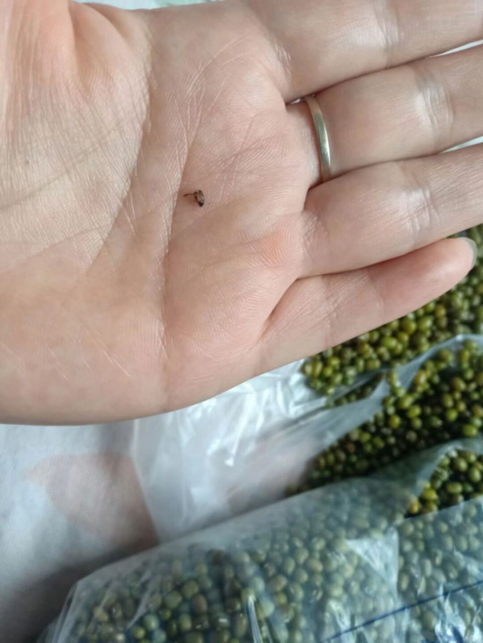 绿豆虫 绿豆虫,你见过吗?我也是第一次见