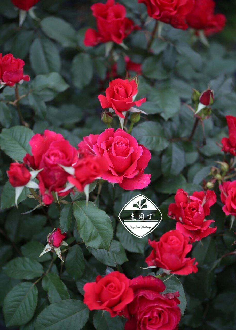 河本月季1661556615:米迦勒 米迦勒 ミ力工儿  michael 大