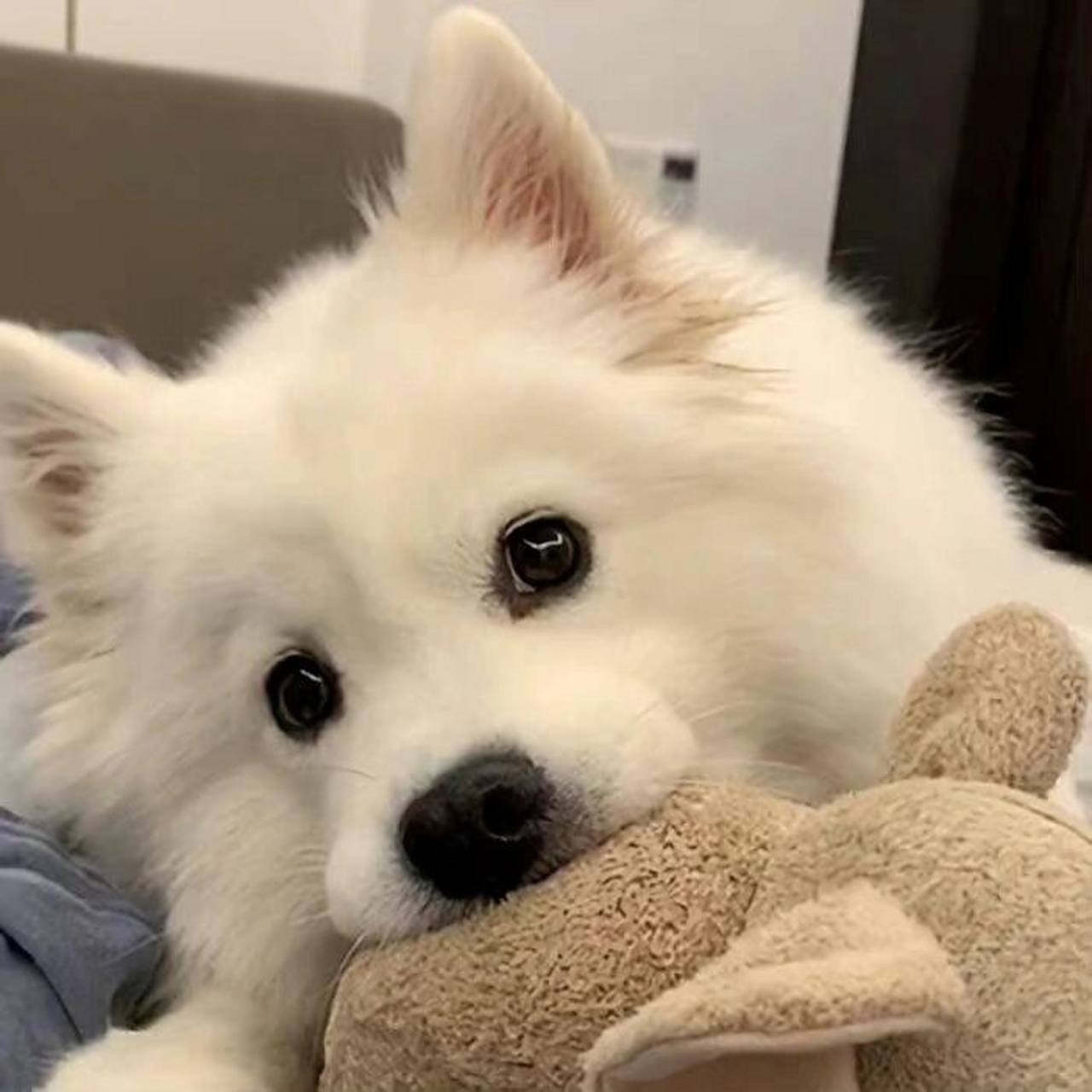 今日份头像分享 |微信宠物头像可爱 萌宠 #萌宠头像# #头像# #微信