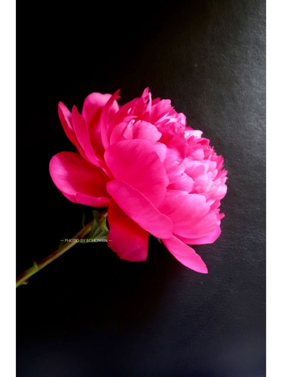 芍药 红富士 花头不大的一款,颜色偏暗(我很喜欢).