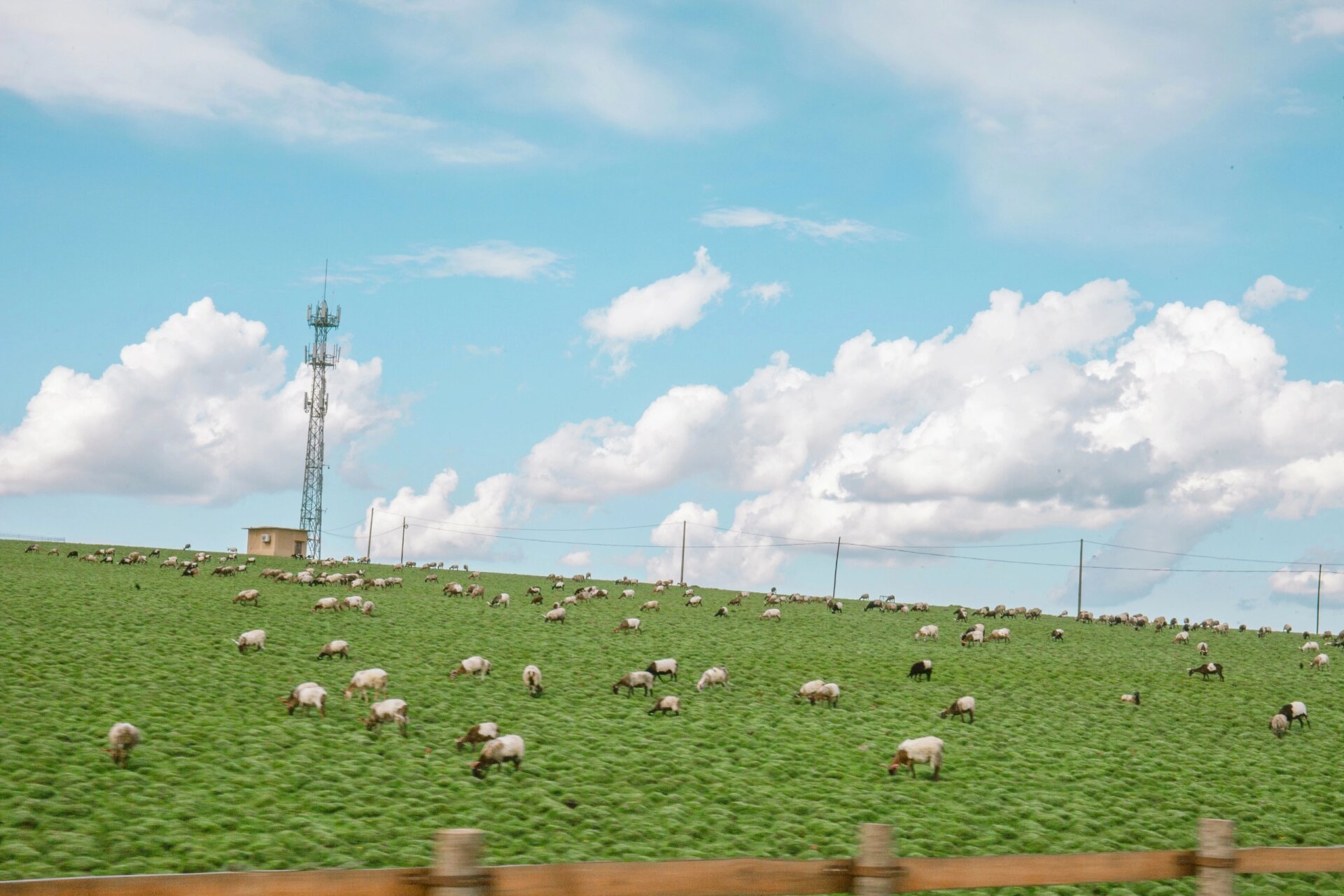 夏天必去的美仁大草原 美仁大草原位于甘南藏族自治州合作市,这里气候
