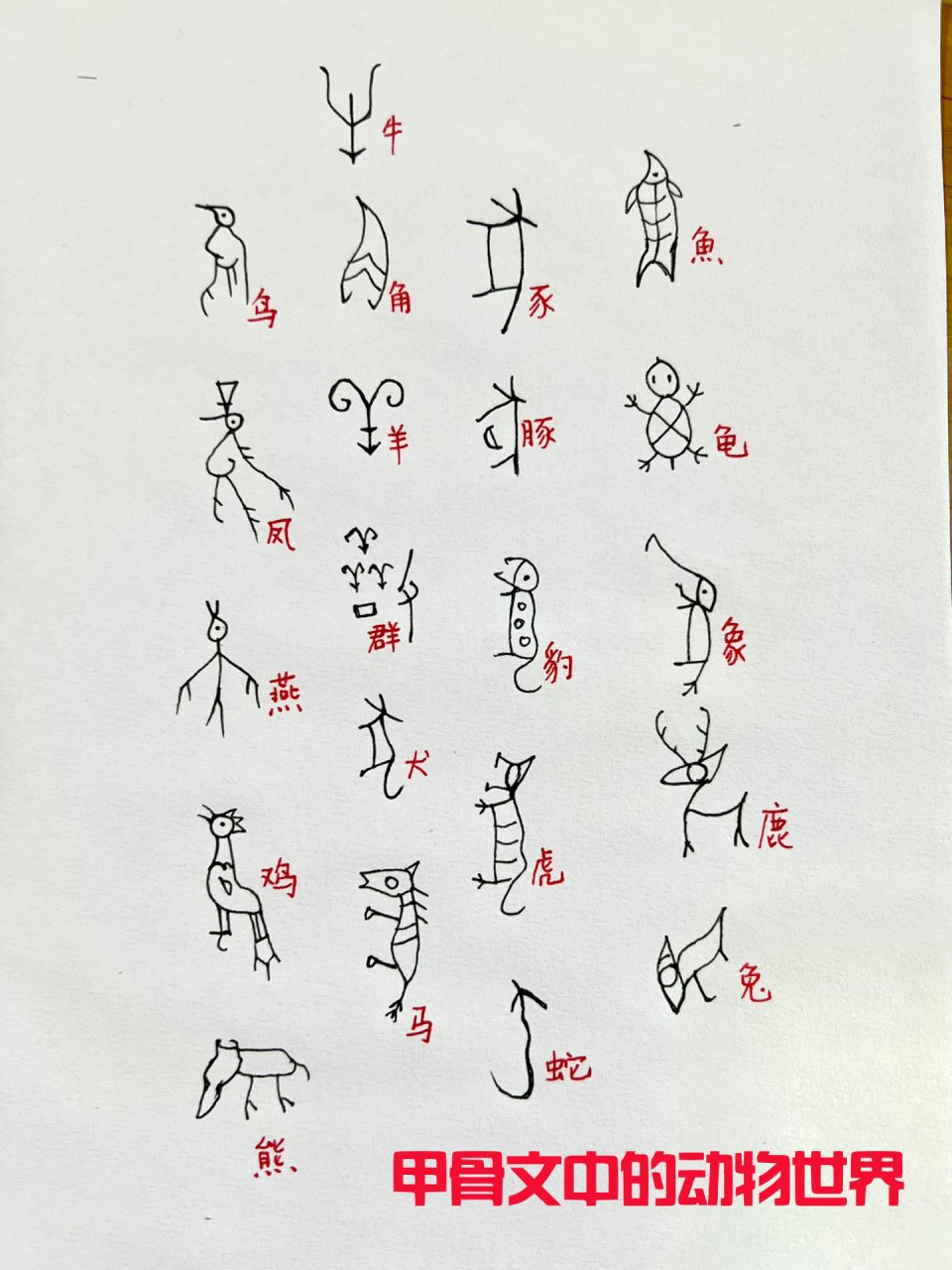 甲骨文中的动物世界 每一种动物就是一幅画呀