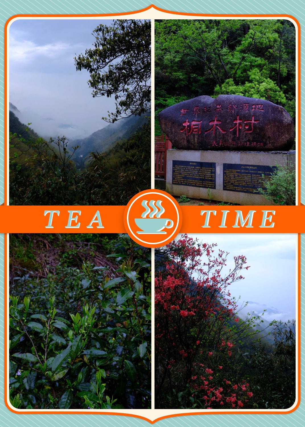 寻茶之旅|武夷山桐木关  一杯好茶,离不开得天独厚的生长环境.