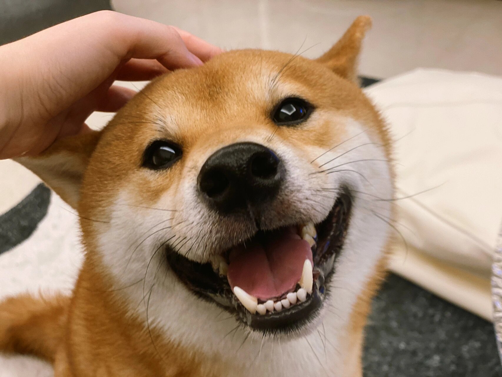 柴犬的笑容都是有目的性的 被摸摸后的诡异笑 坐副驾驶得意的笑 想要