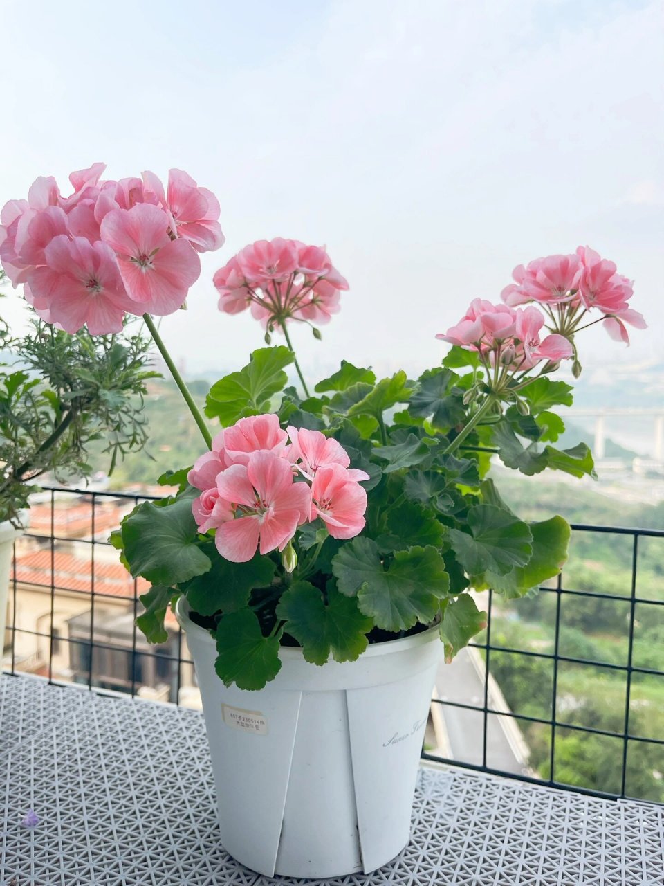 勤花天竺葵菲舍857 感觉一直都在开,花球比丹麦女王或者公主的大.