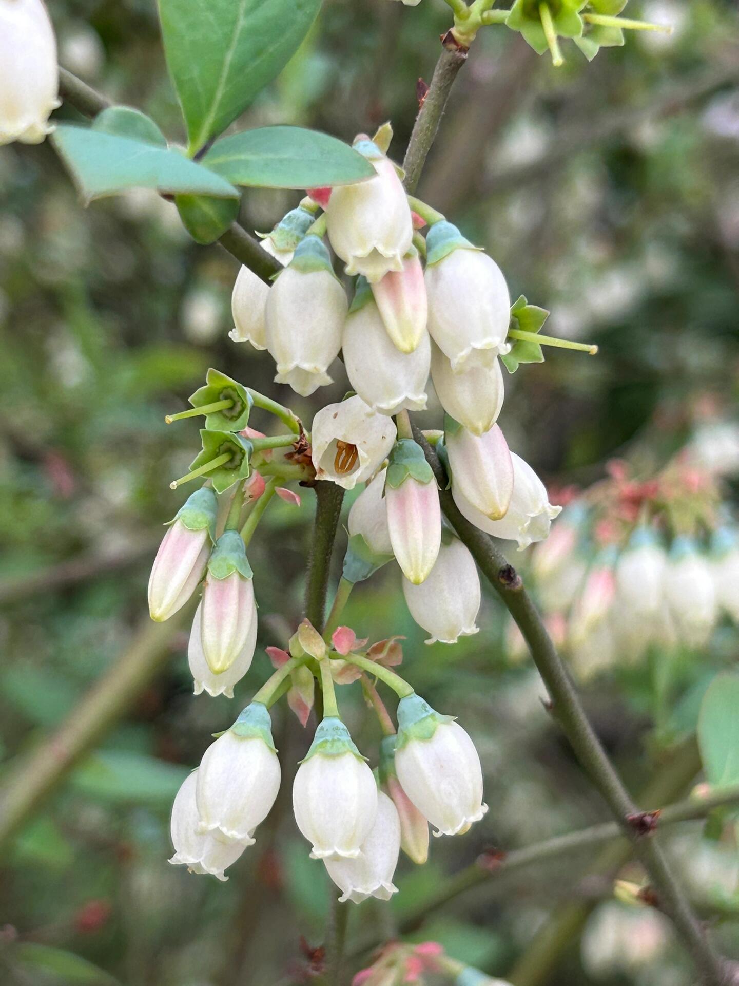 高丛越橘,像一串精美的水晶灯笼,挂满枝头.