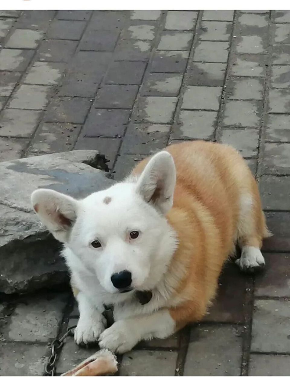 养柯基 还是萨摩耶好呢?