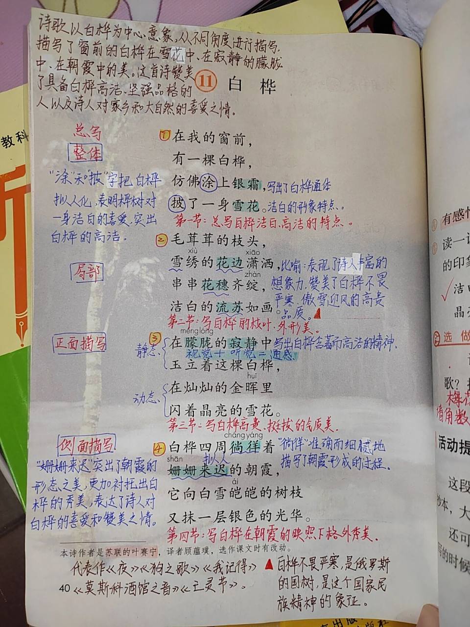 四年级下册语文第11课《白桦》课文笔记