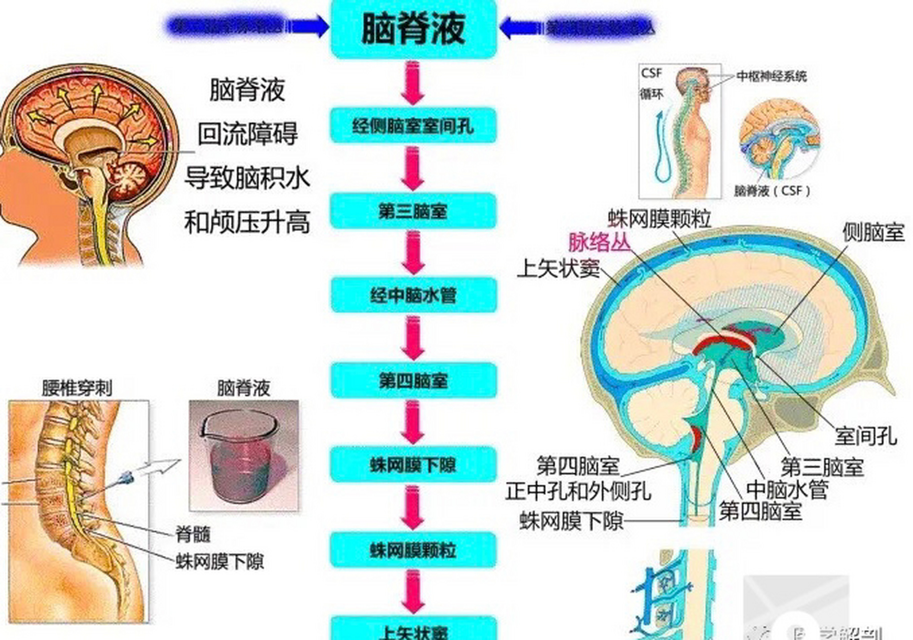 脑脊液循环 脑脊液:脑脊液是存在于脑室及蛛网膜下腔的一种无色透明的