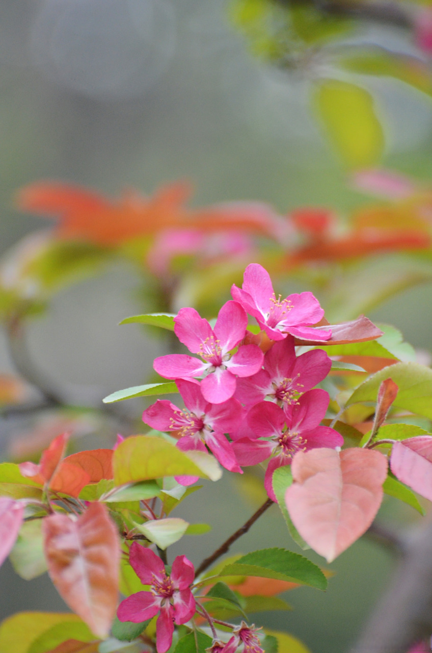武汉文旅资讯# 赏过了粉俏娇丽的垂丝海棠,来看看鲜艳华丽北美海棠吧