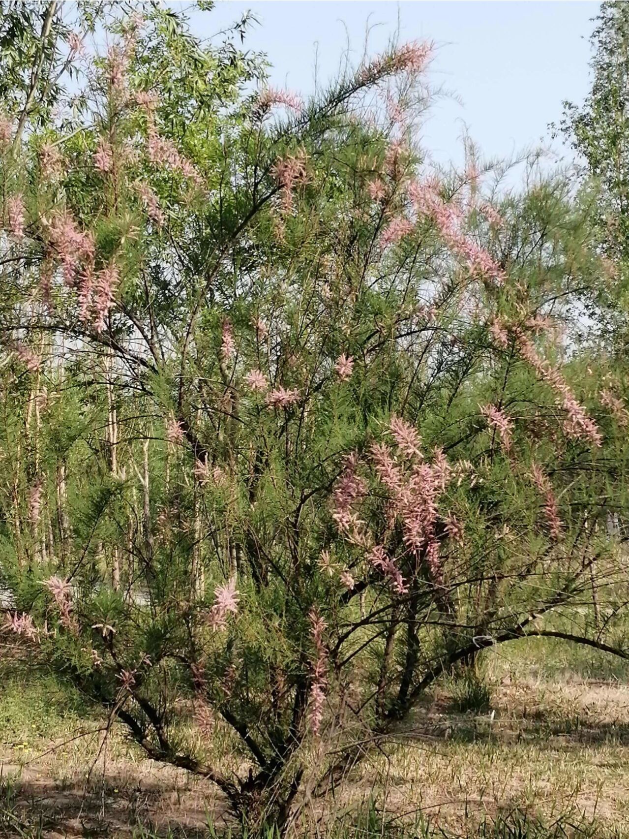 西河柳的功效与作用 解毒,散表,透疹 主要用于治疗麻疹不透,风湿痹痛.