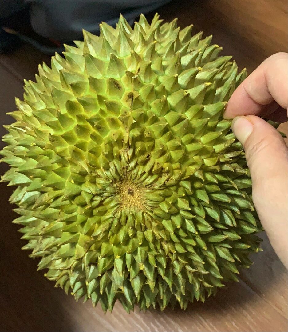 年度top3榴莲!里美长柄树熟榴莲!