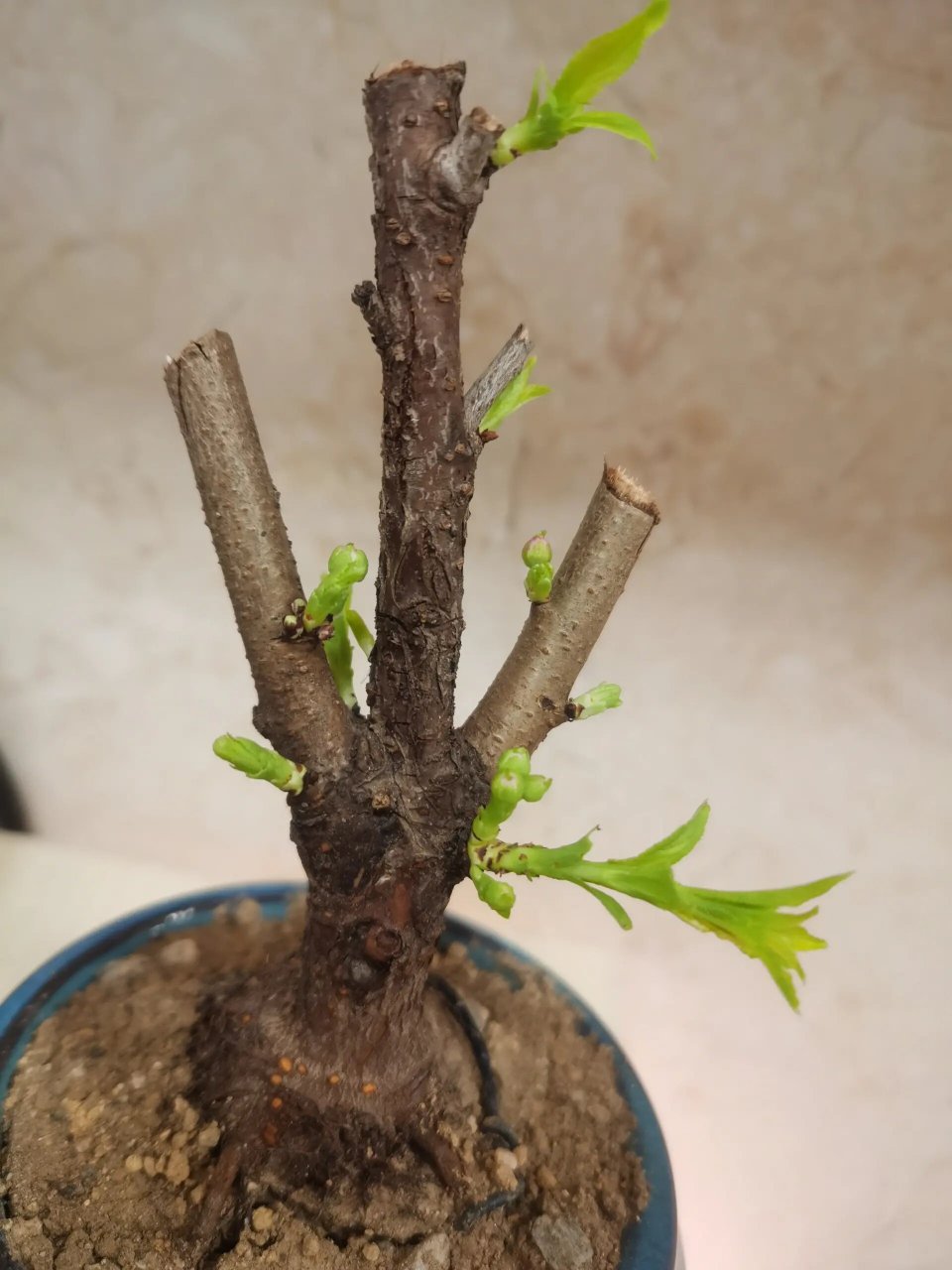 麦李樱花9494 家人们,看看这个是麦李樱花吗,99上买的,之前被麦