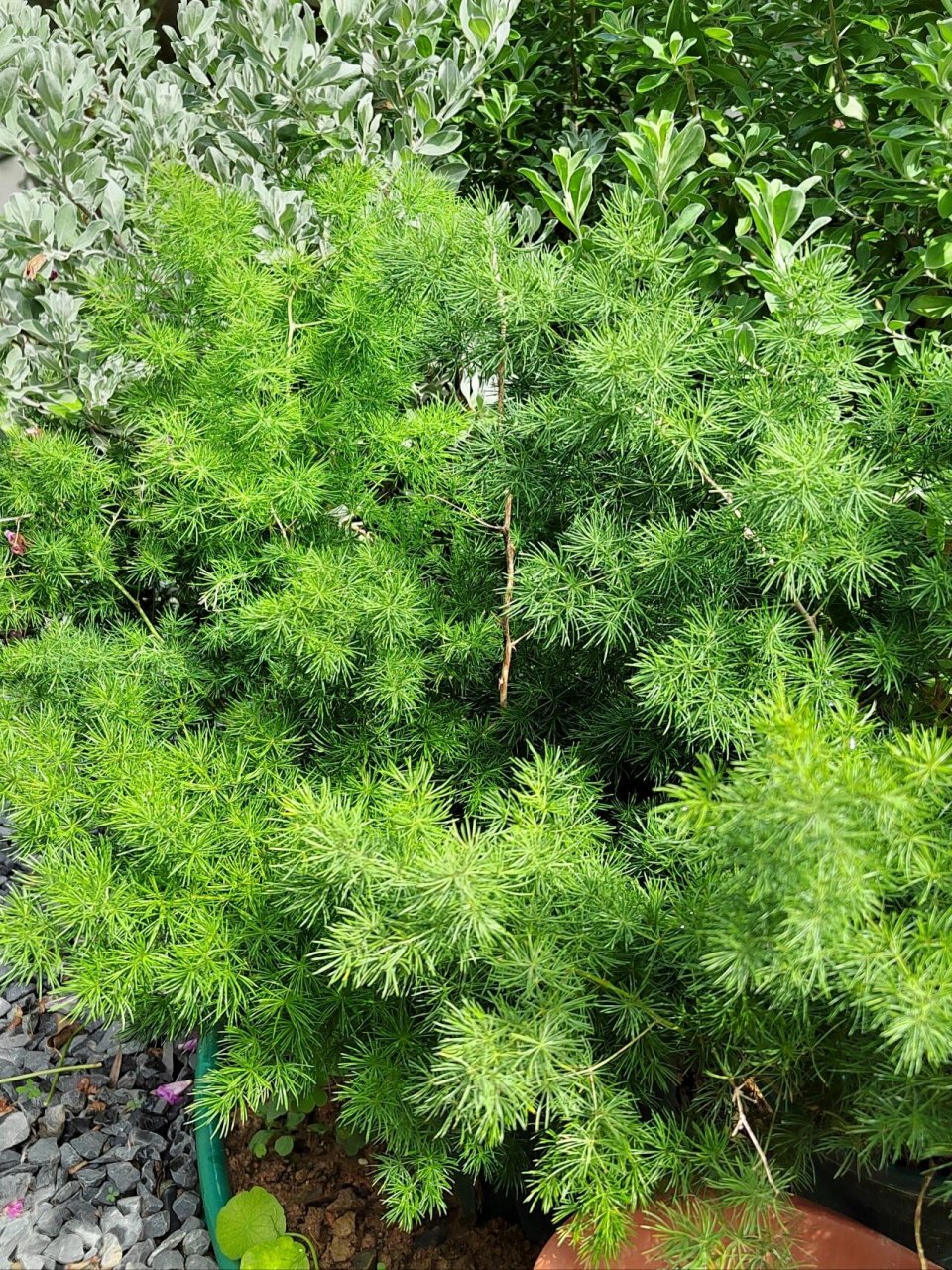 蓬莱松(松叶文竹) 百合科天门冬属 *植物趣名:蓬莱又是中国神话海外