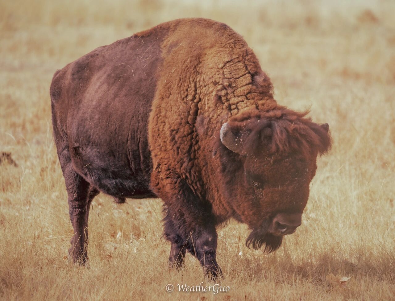 美洲野牛-曾经被屠杀到几乎灭绝的动物
