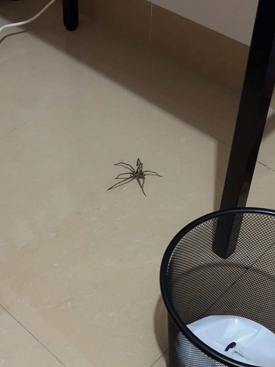 突然在家里发现了一只大蜘蛛 原本打算睡觉了突然发现有一只大蜘蛛