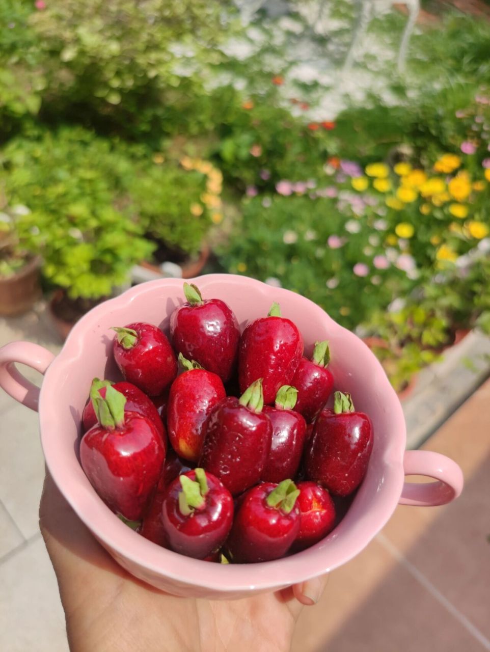 海南樱桃挂满树