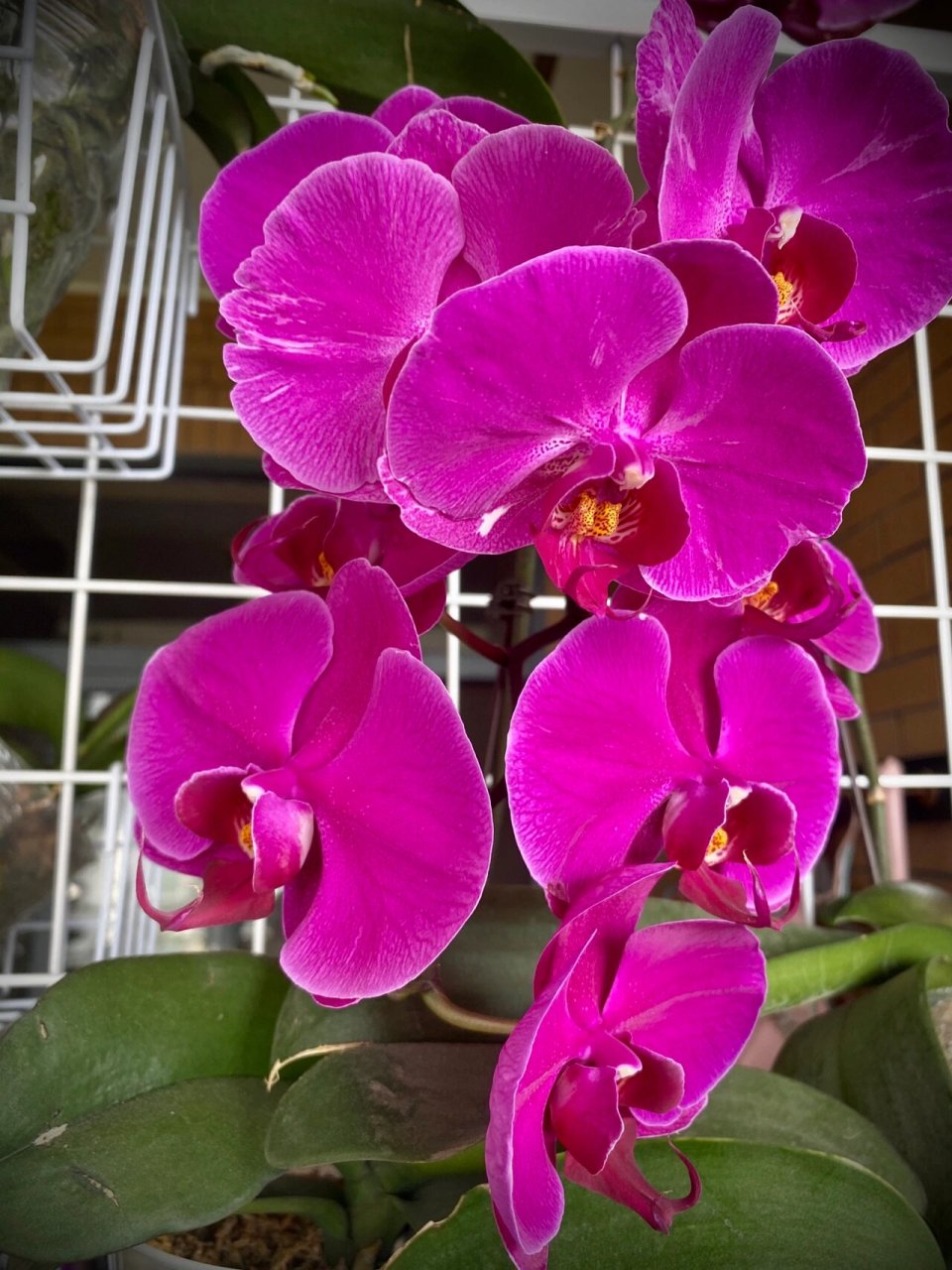 蝴蝶兰初花—天山美人vs火凤凰 天山美人返祖了. 但是有破烂边 还有三