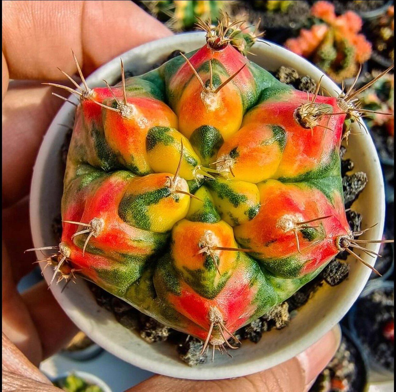 米哈仙人球的世界是五彩缤纷,五颜六色的.