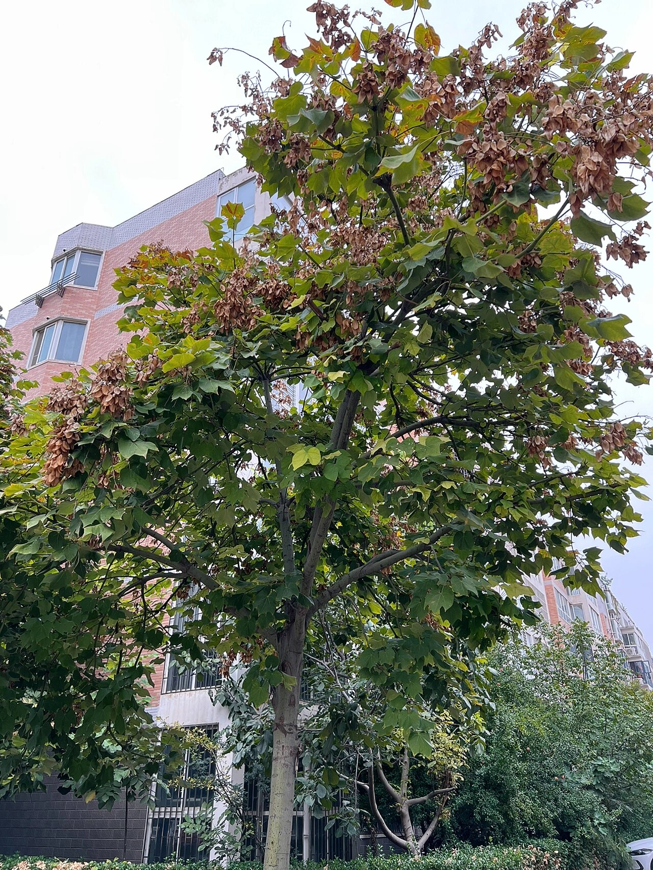 《诗经》里梧桐是中国梧桐 青皮