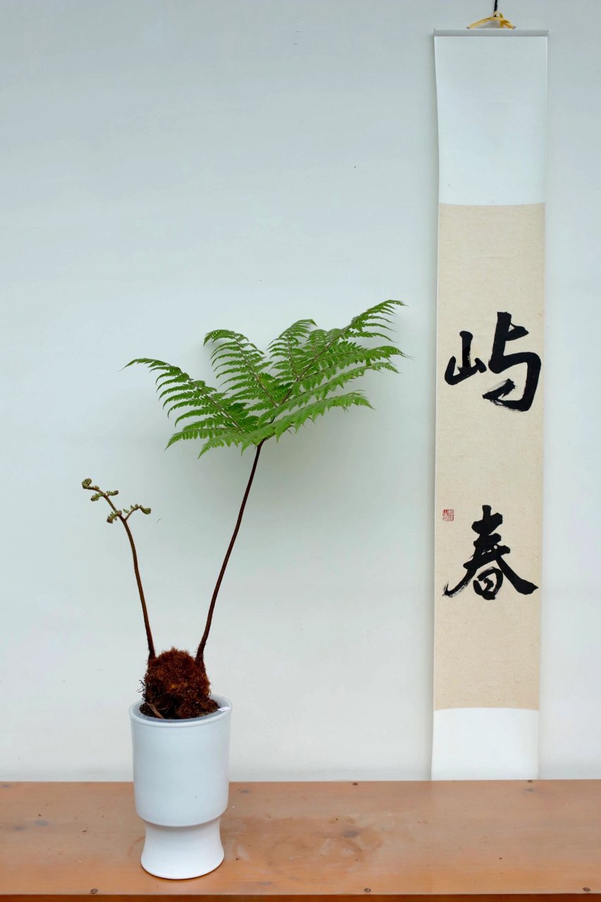 夏日治愈系植物～水培红鳞蕨 金毛狗蕨的平替