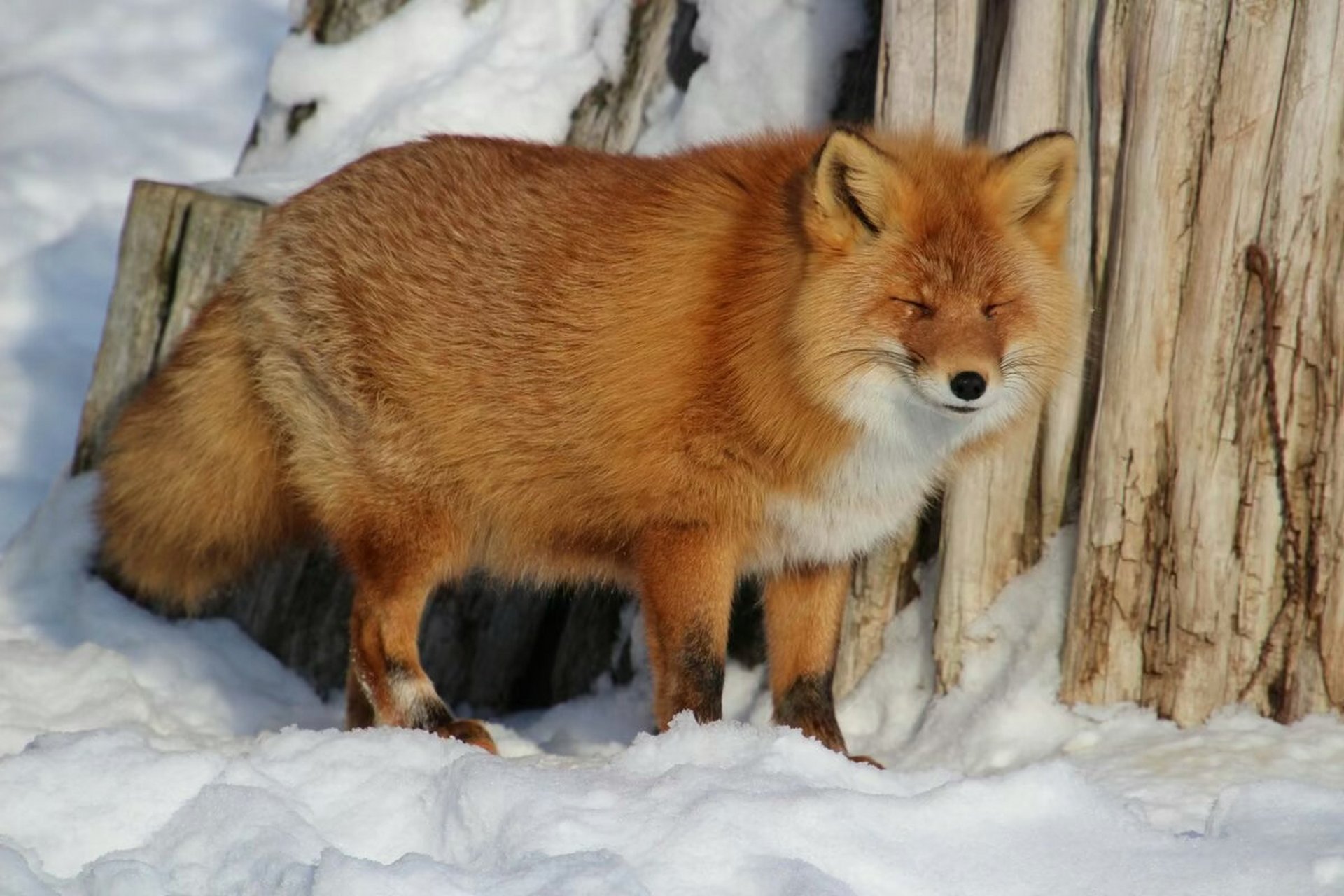 萌萌哒动物图图 可爱动物幼崽壁纸头像美图精选