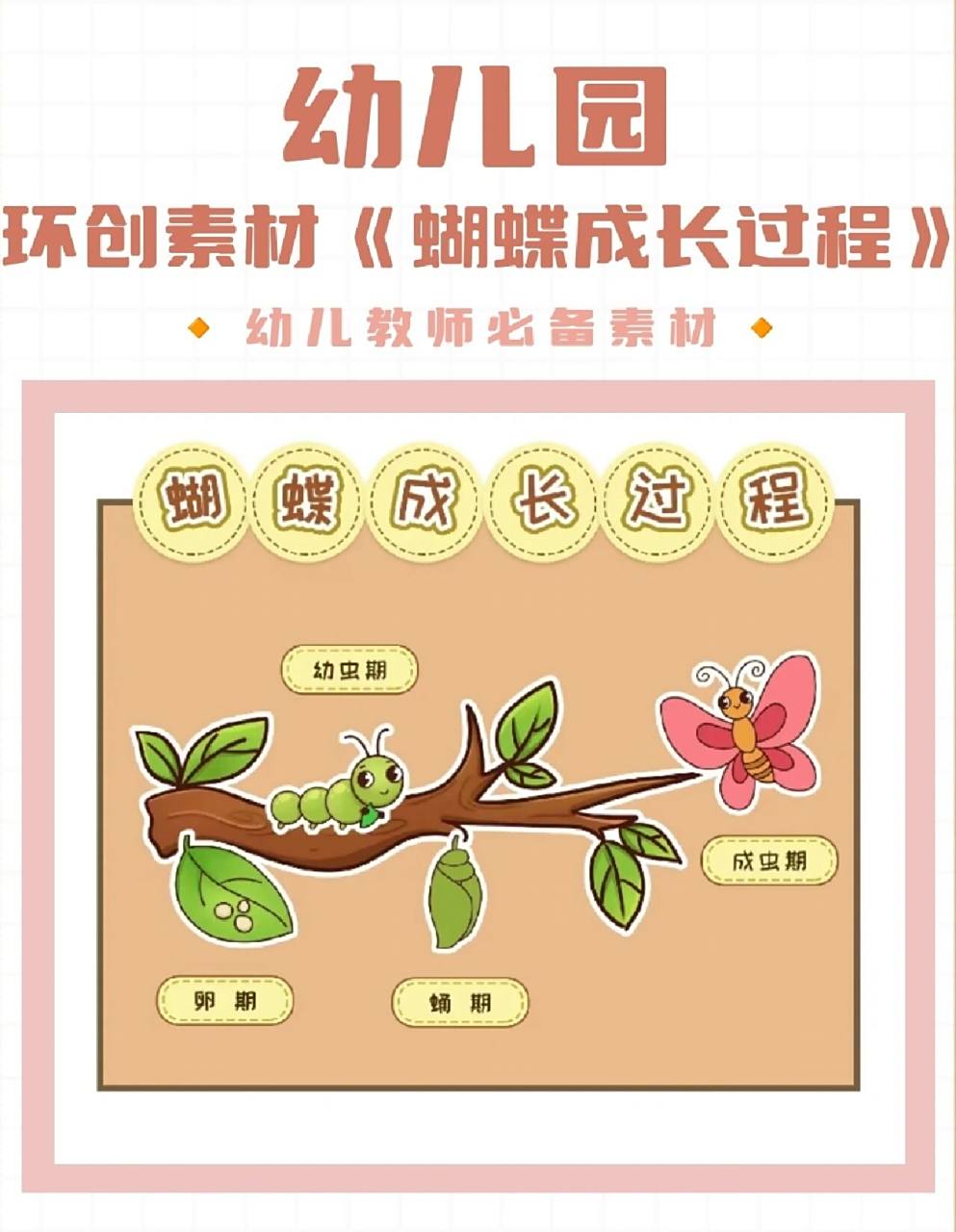 幼儿园环创素材《蝴蝶成长过程》 96高清素材 96可打印素材 96