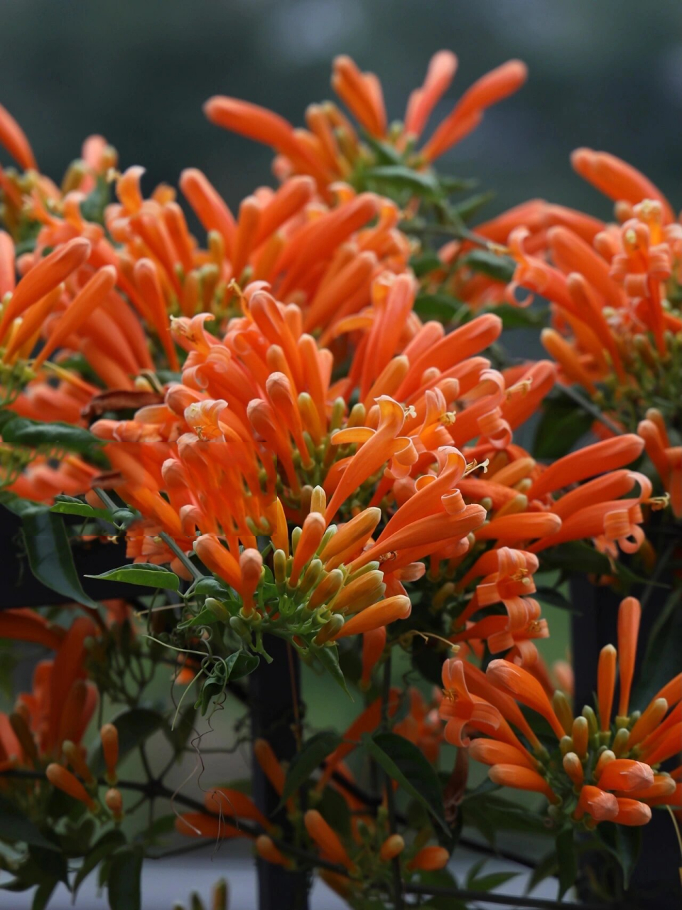 炮杖花|炮仗红,年味浓0606 炮仗花,开花时红橙橙的花朵卷曲相依