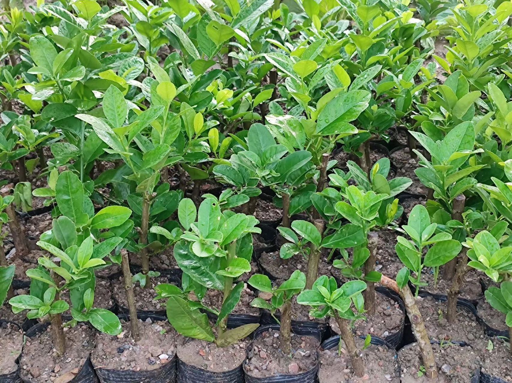 广东香水柠檬扦插苗多久结果,大量树苗 18个月左右 柠檬的扦插苗一般