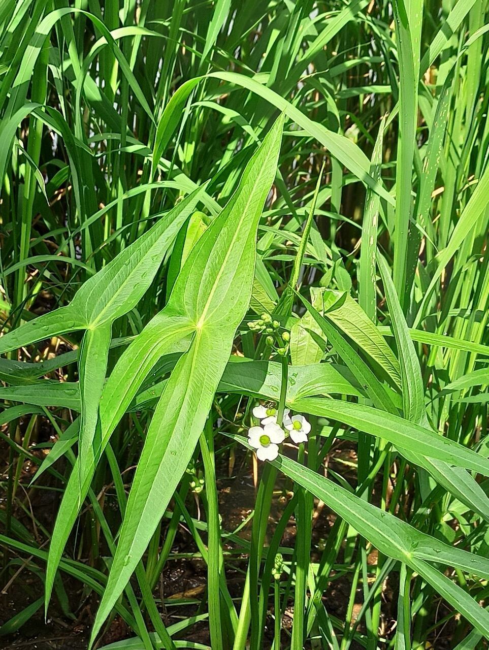 别名:慈姑,水慈姑,三脚剪 花语:永恒的爱恋,纯粹丶永结同心,高贵卜膊