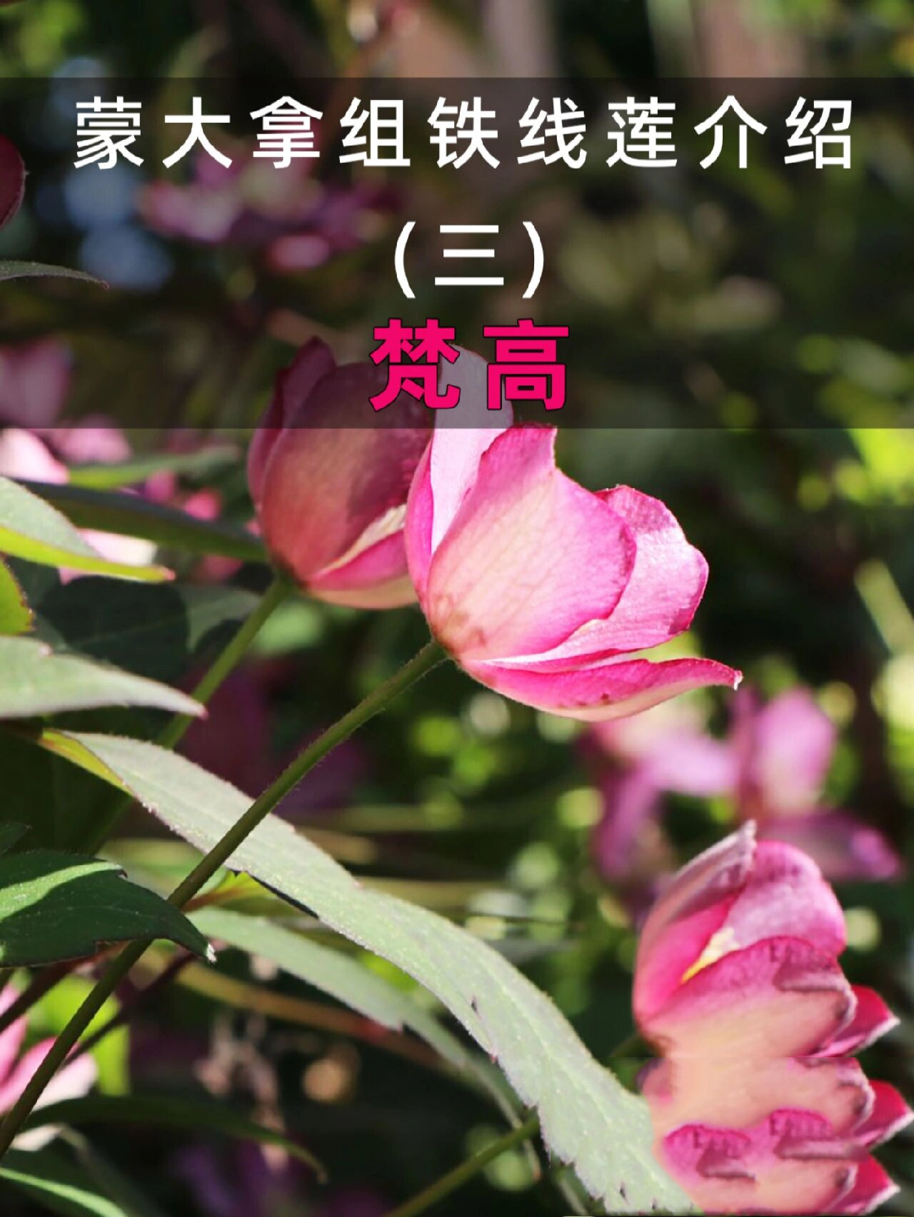 蒙大拿组铁线莲介绍(三) 梵高 同样为蒙大拿系列的铁线莲 有着深红色