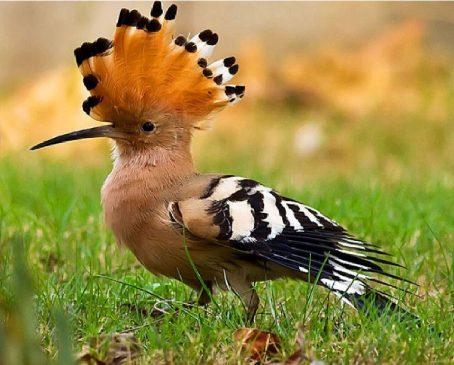 常见的特殊鸟——戴胜鸟 简单介绍下,我们是戴胜科戴胜属动物,是