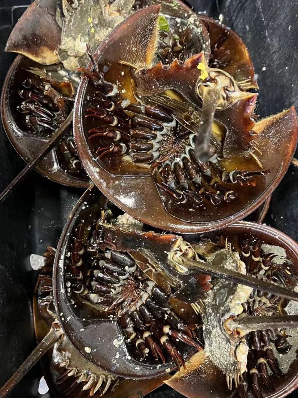 鲎 为鲎科动物的通称,又名"马蹄蟹","蟹兜","夫妻鱼",属于剑尾目的