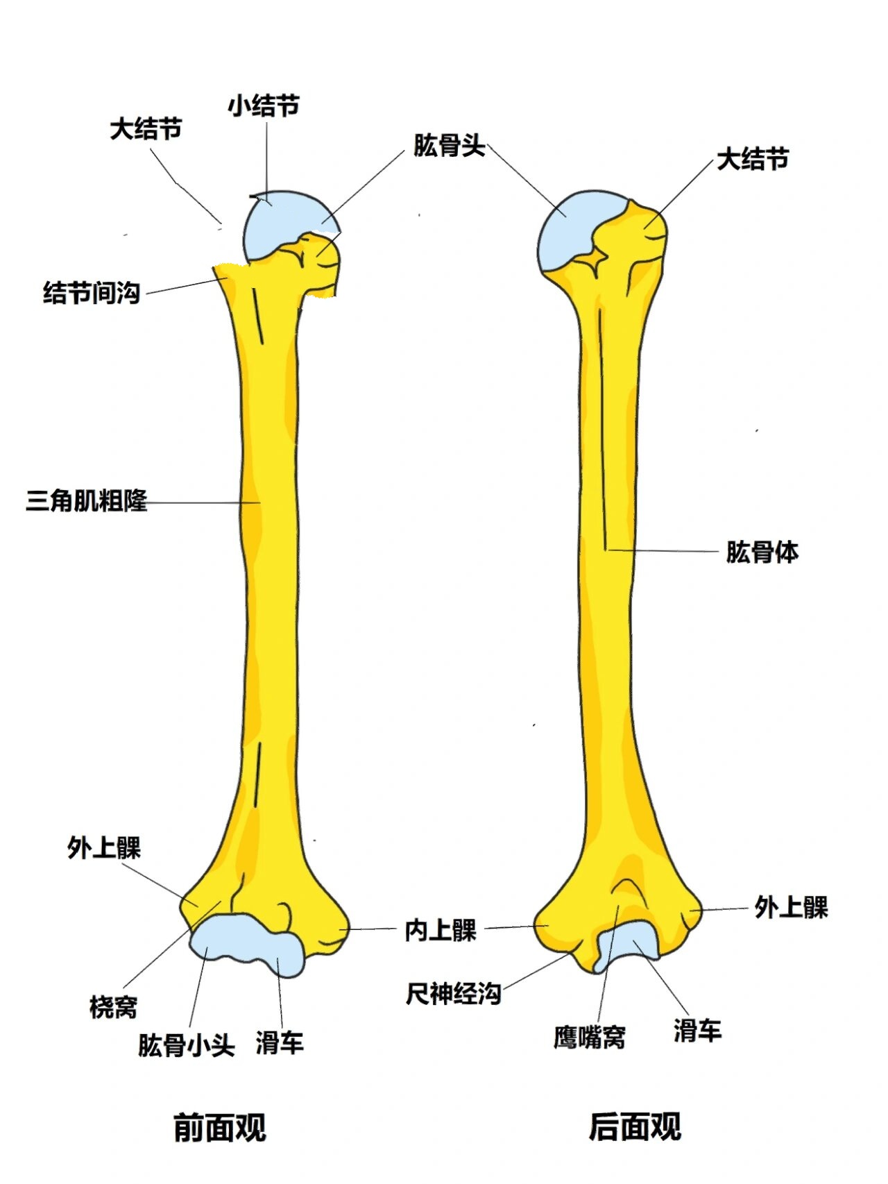 胳膊骨骼结构图片大全图片