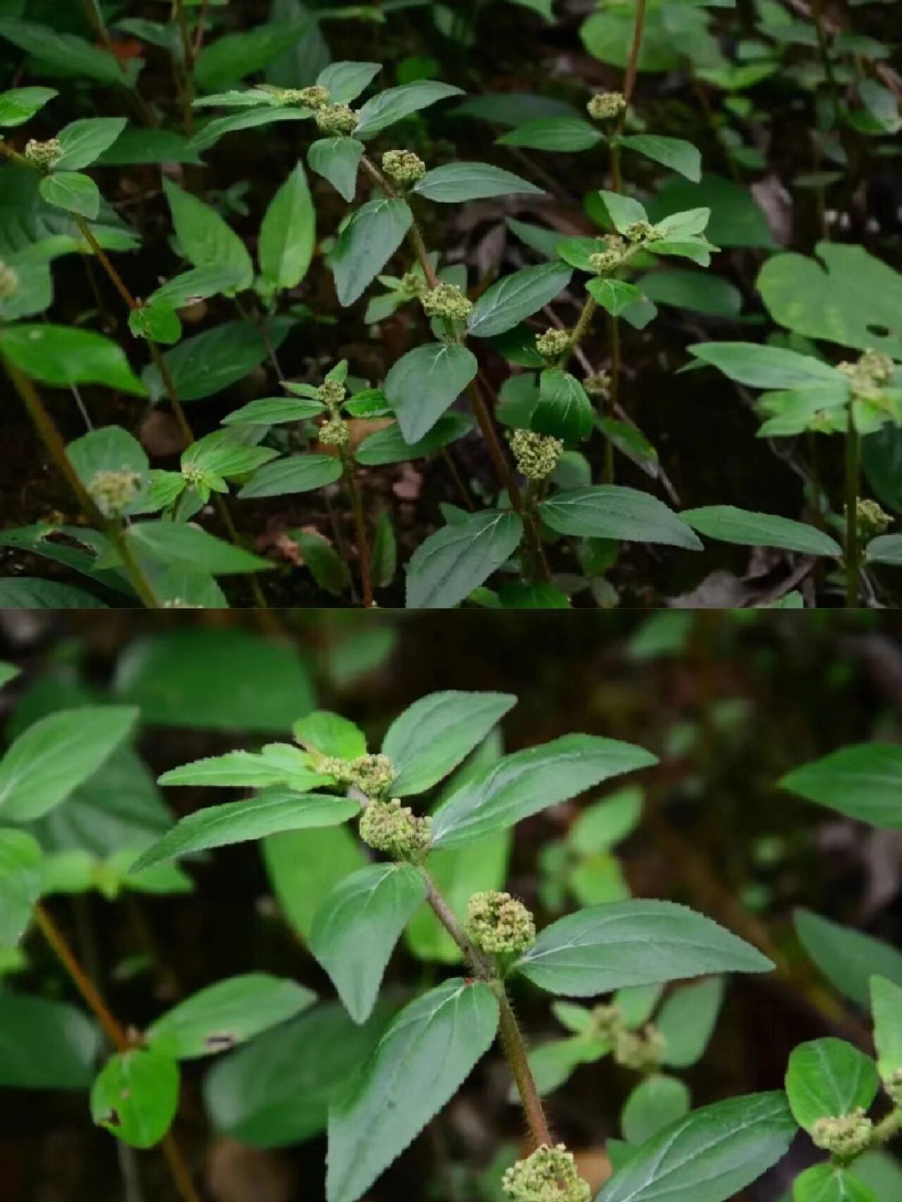 每天认识一种中草药【飞扬草】90