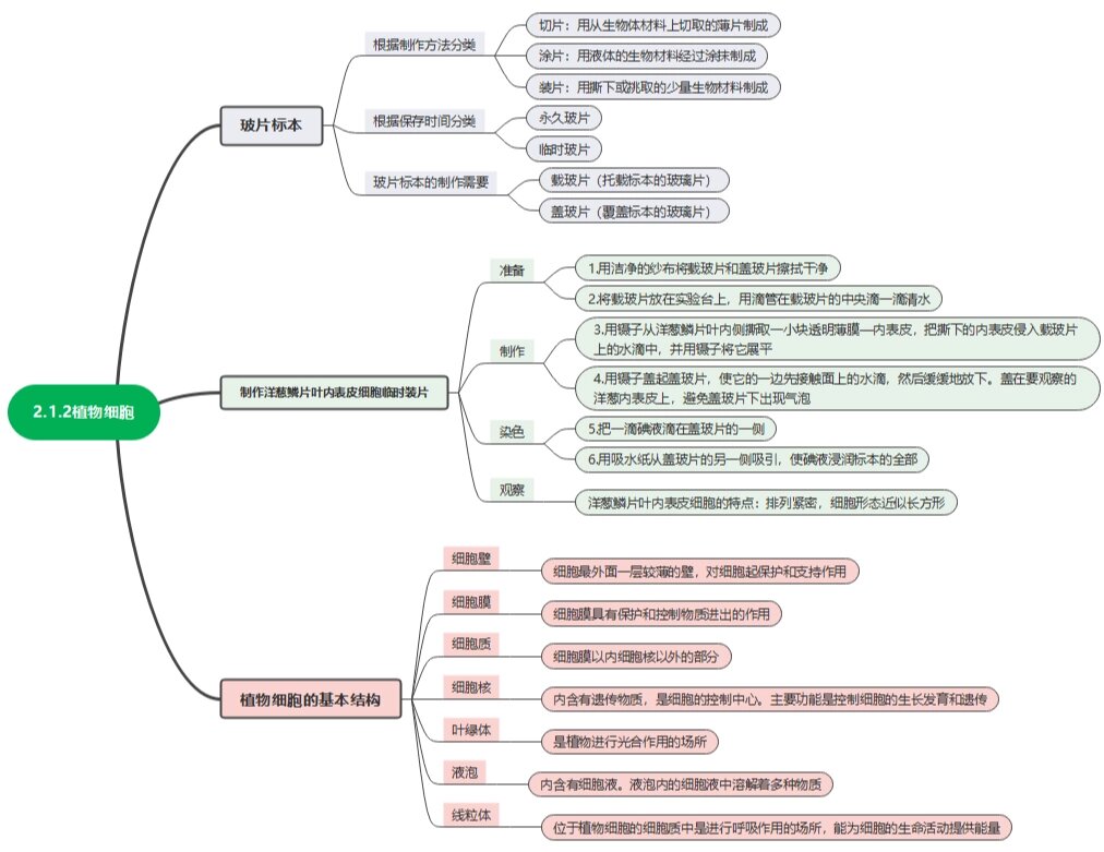 植物细胞思维导图大学图片