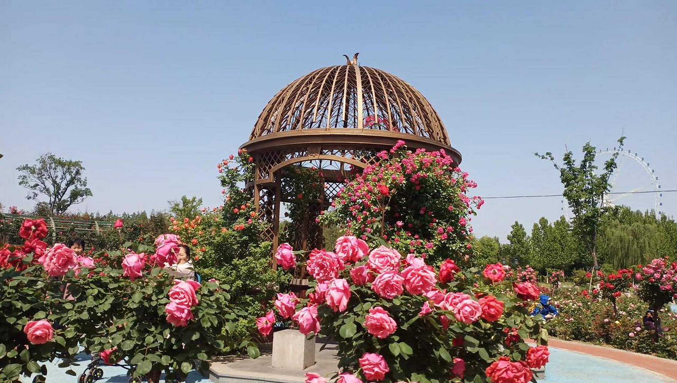 凤凰苑植物园的月季园让人流连忘返,离开后依然回味无穷.