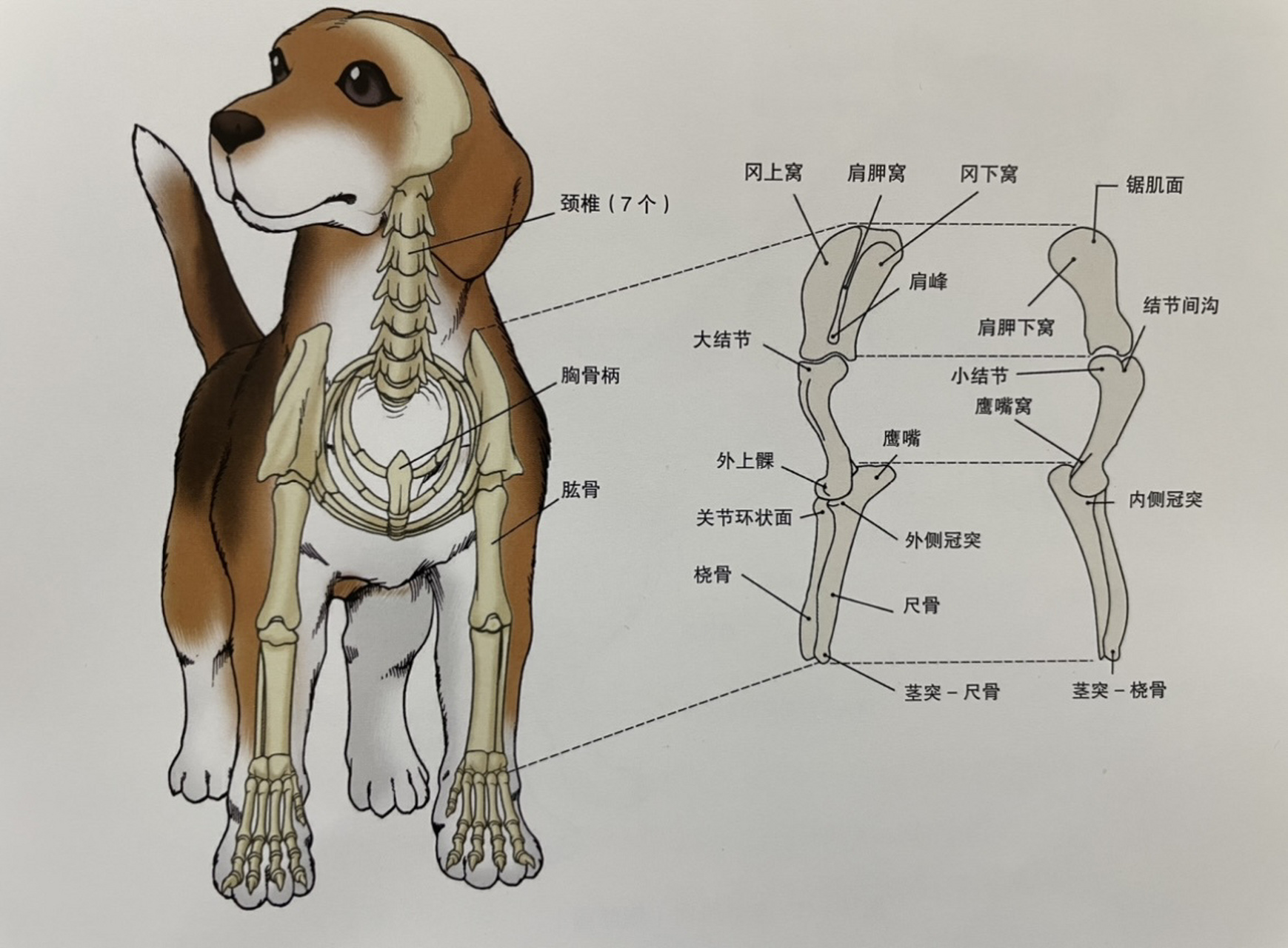 狗狗的骨骼构造与功能 98枢椎(第2颈椎)与第3颈椎之后的椎间体中,有