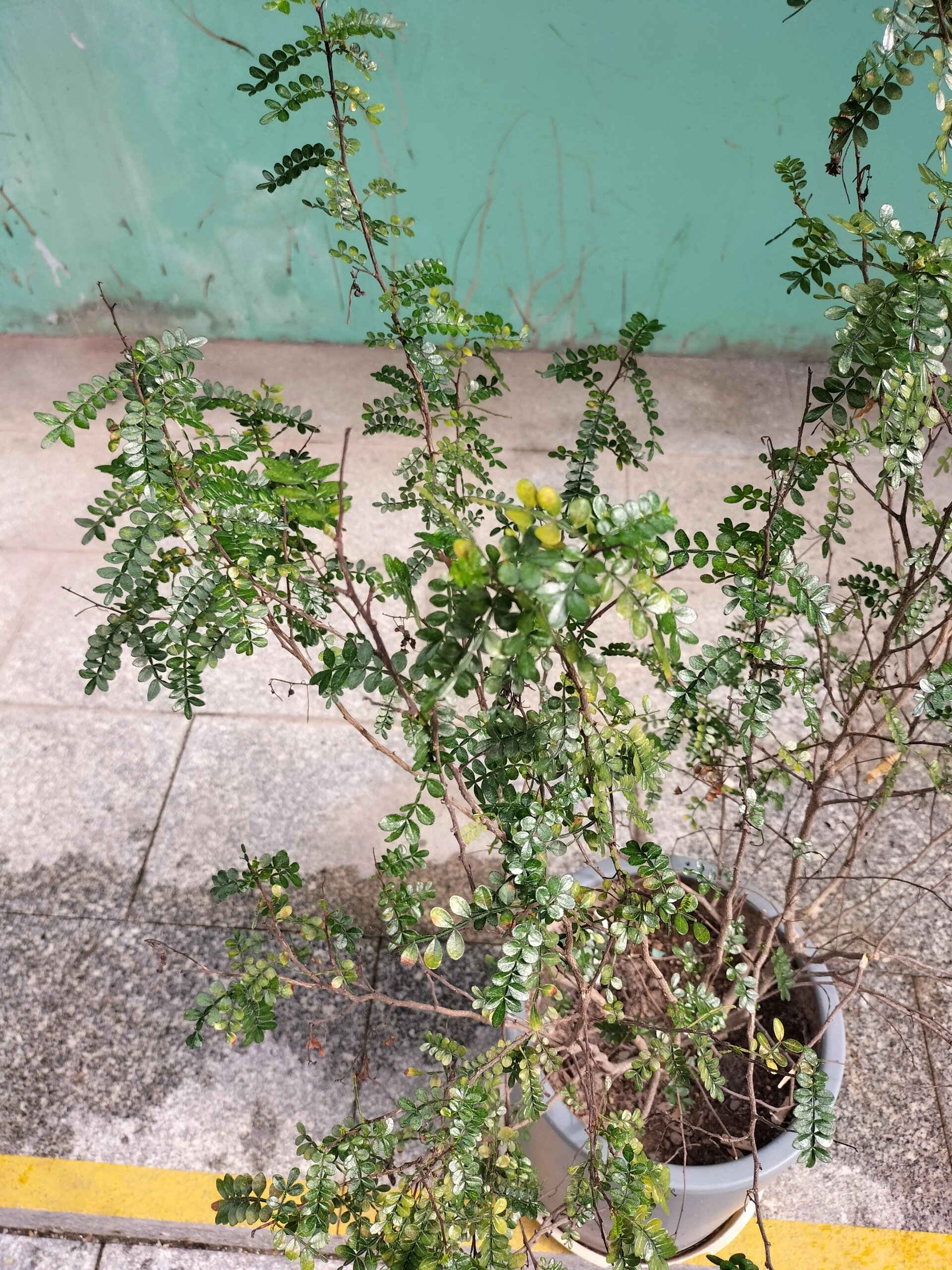 每天认识一种植物-胡椒木